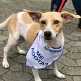 Adoção de animais RR