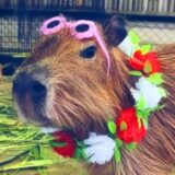 🌚 Amizades Aleatórias 🌝