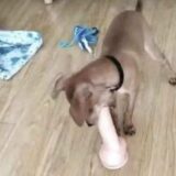 Humor negro 🤬🤯