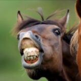 Imitadores de Cavalo 🐴