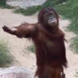 Tribo do Orangotango 🦧