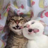 𝕿𝖗𝖔𝖕𝖆 𝖉𝖆 𝖇𝖆𝖌𝖚𝖓𝖈̧𝖆