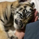 MelhoresPlataformas🤑