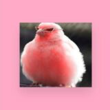 ⭐⭐⭐⭐GRUPO DA AMIZADE⭐⭐⭐⭐