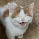 ★†ThE CaPs †★