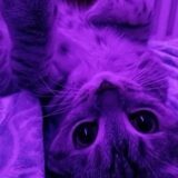 𝕴𝖓𝖋𝖊𝖗𝖓𝖎𝖓𝖍𝖔 𝕮𝖎𝖙𝖞😈💯💜