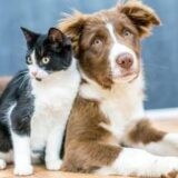 Amor & Cuidados com Pets 🐾❤