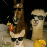 ❤️🍻 🆉🅾🅽🅰 🅳🅾🆂 🅰🅼🅸🅶🅾🆂 🫂🗣️