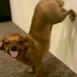 Só os de mentira🥴