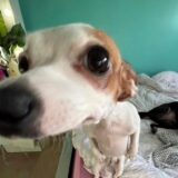 𝐙𝐎𝐑𝐑𝐀 𝐓𝐎𝐓𝐀𝐋 ×͜×