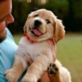 30 RECEITAS SAUDÁVEIS PARA O SEU PET 🐶🐱