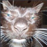 Papo 420 (Só DDD 81)